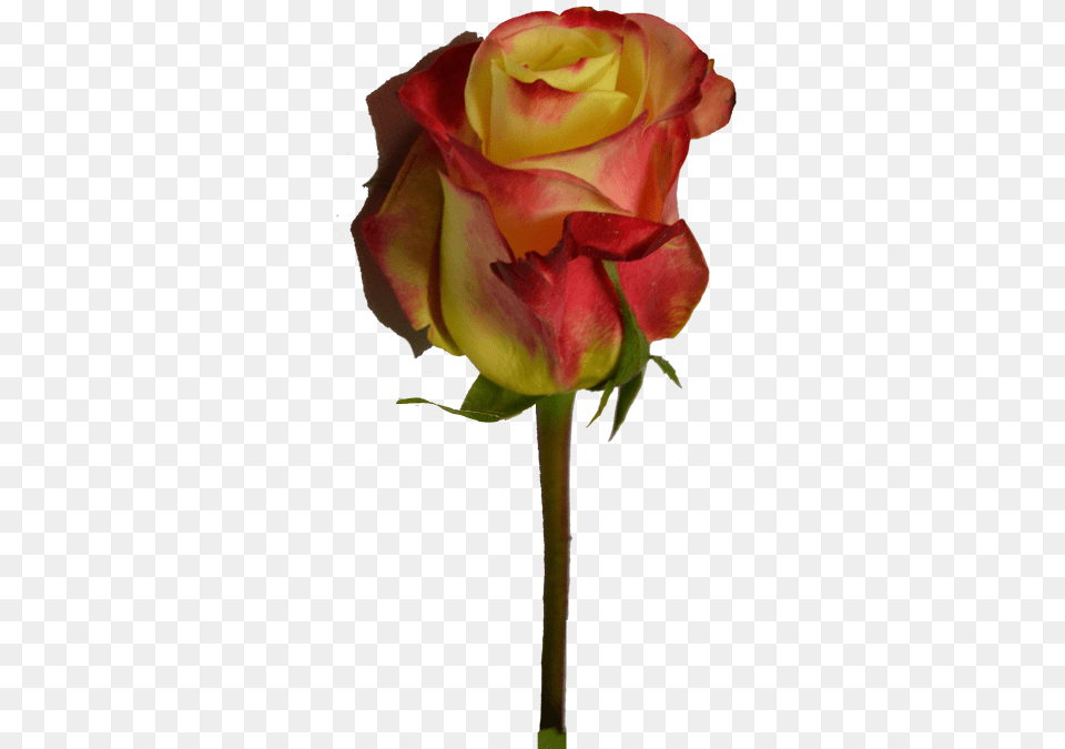 Floribunda, Flower, Plant, Rose Free Png Download