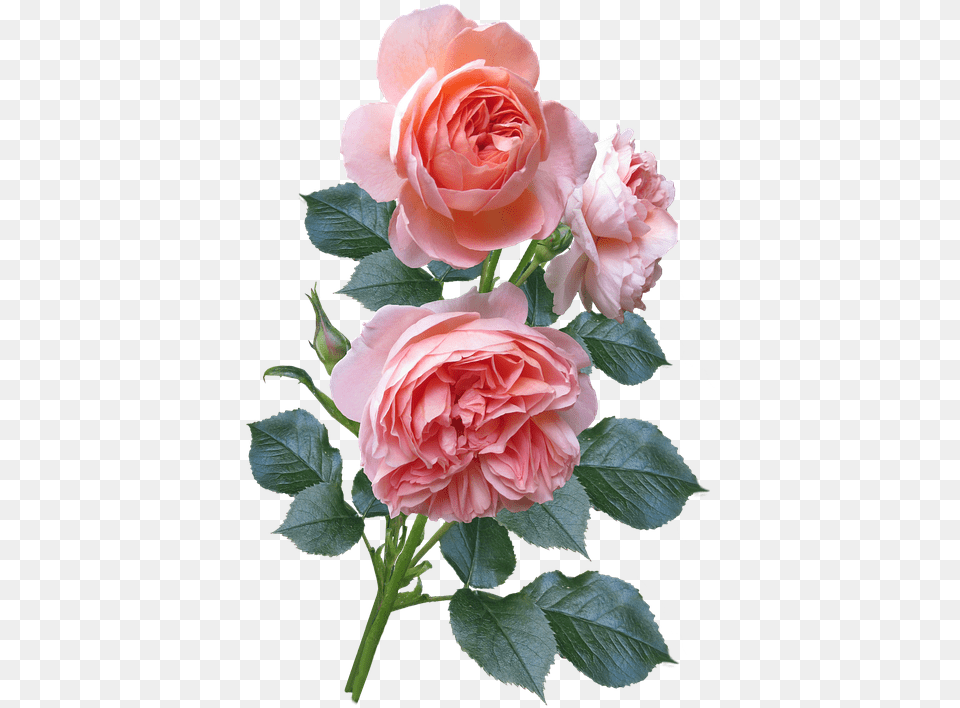 Floribunda, Flower, Plant, Rose, Flower Arrangement Png