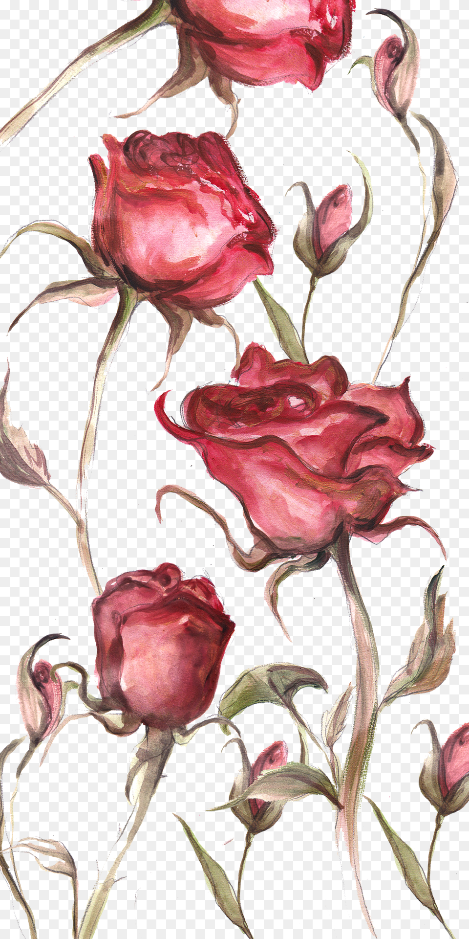 Floribunda, Art, Floral Design, Flower, Graphics Free Png Download