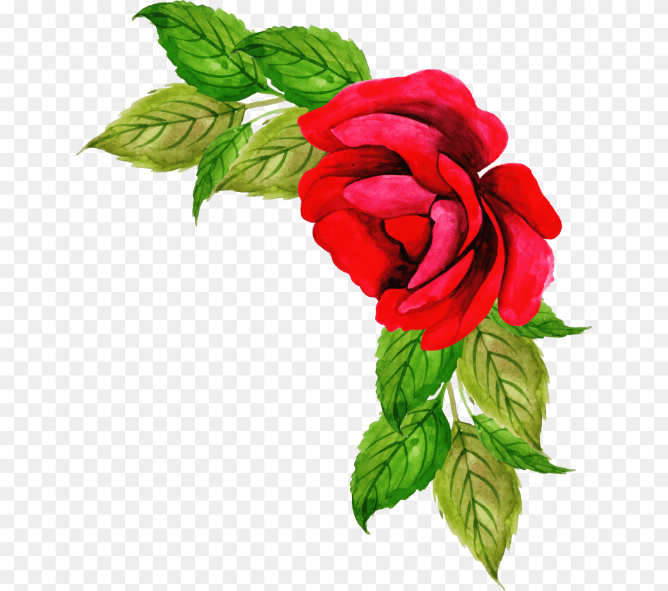 Floribunda, Flower, Plant, Rose, Leaf Png