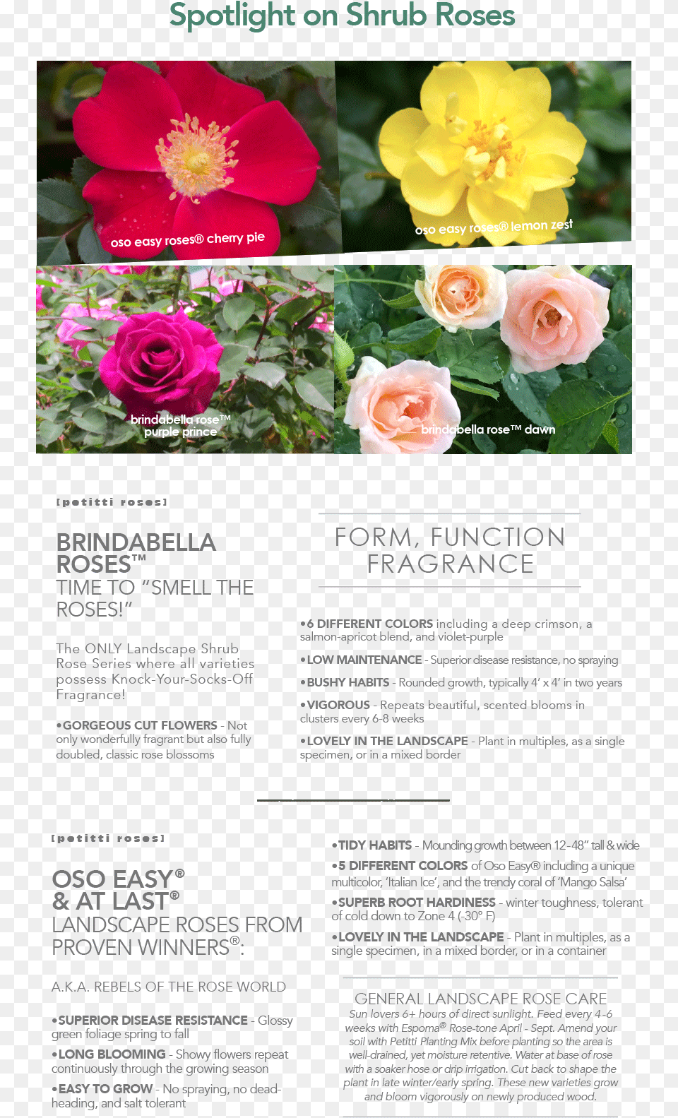 Floribunda, Advertisement, Flower, Petal, Plant Free Png Download