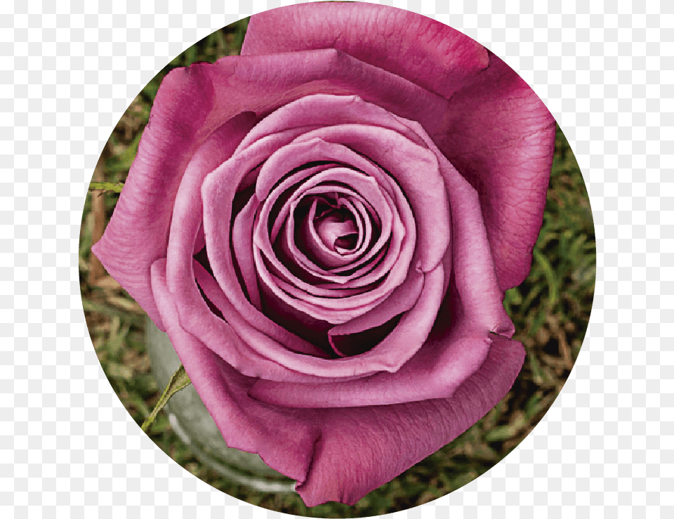 Floribunda, Flower, Plant, Rose, Petal Png Image