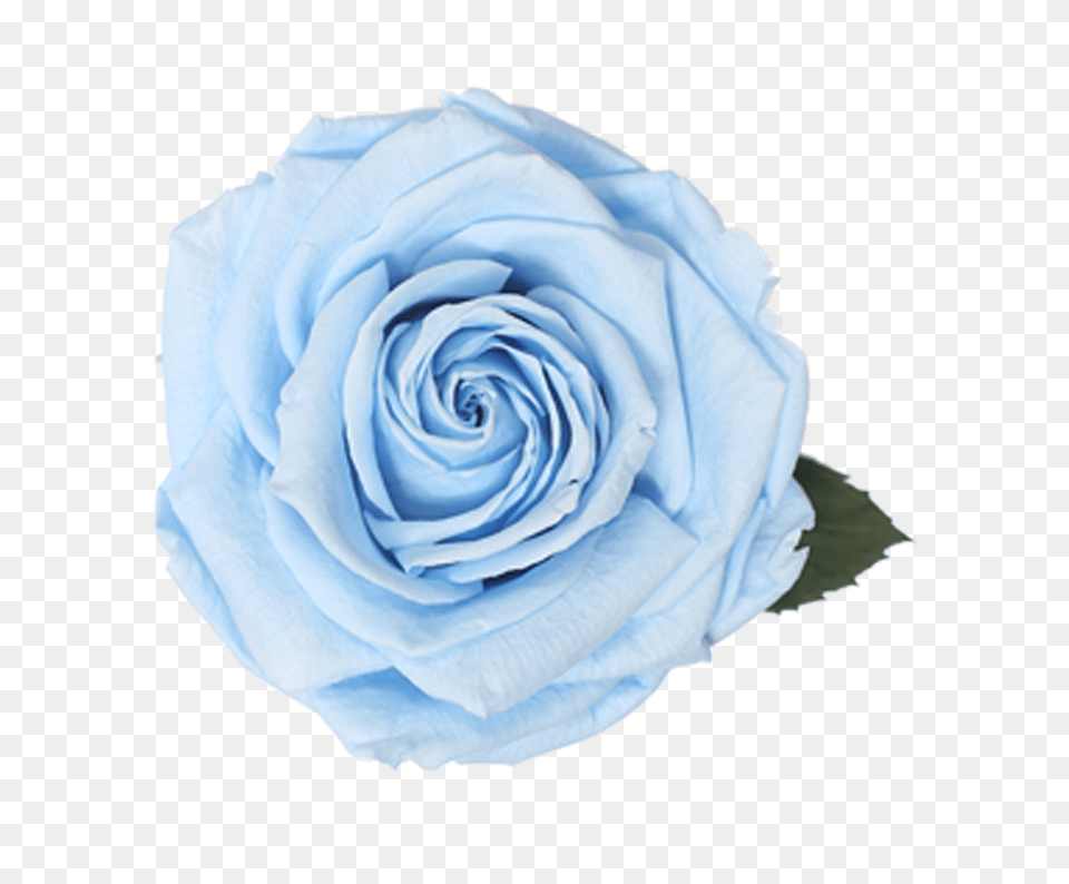 Floribunda, Flower, Plant, Rose Png Image