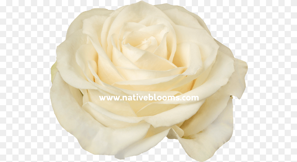 Floribunda, Flower, Petal, Plant, Rose Free Png Download