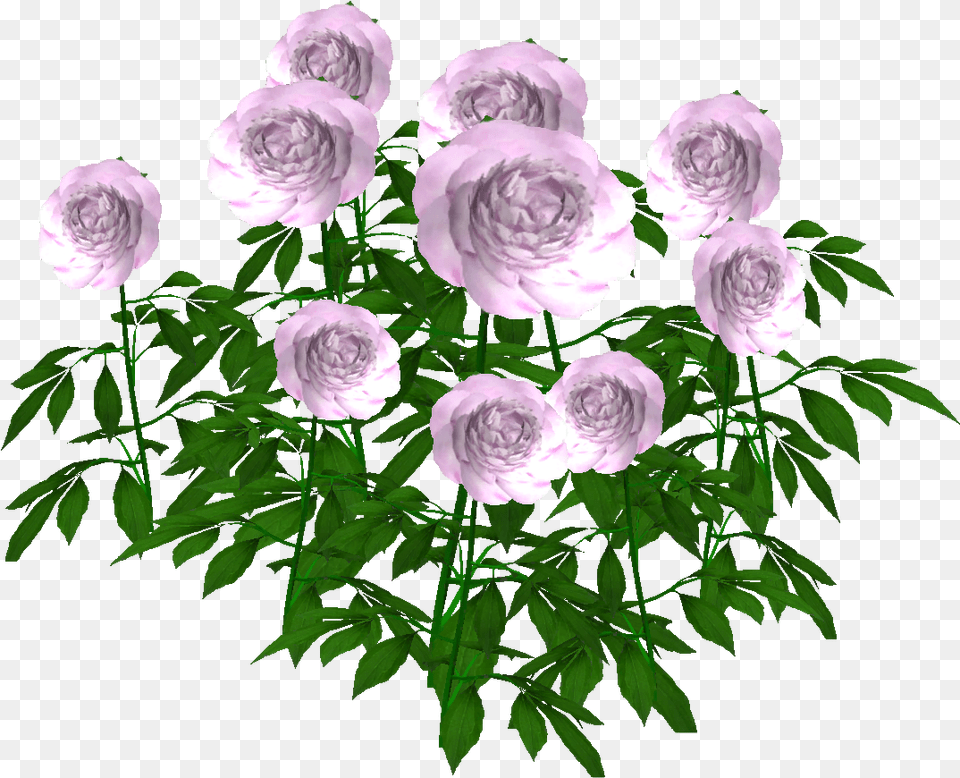 Floribunda, Flower, Plant, Rose Png Image