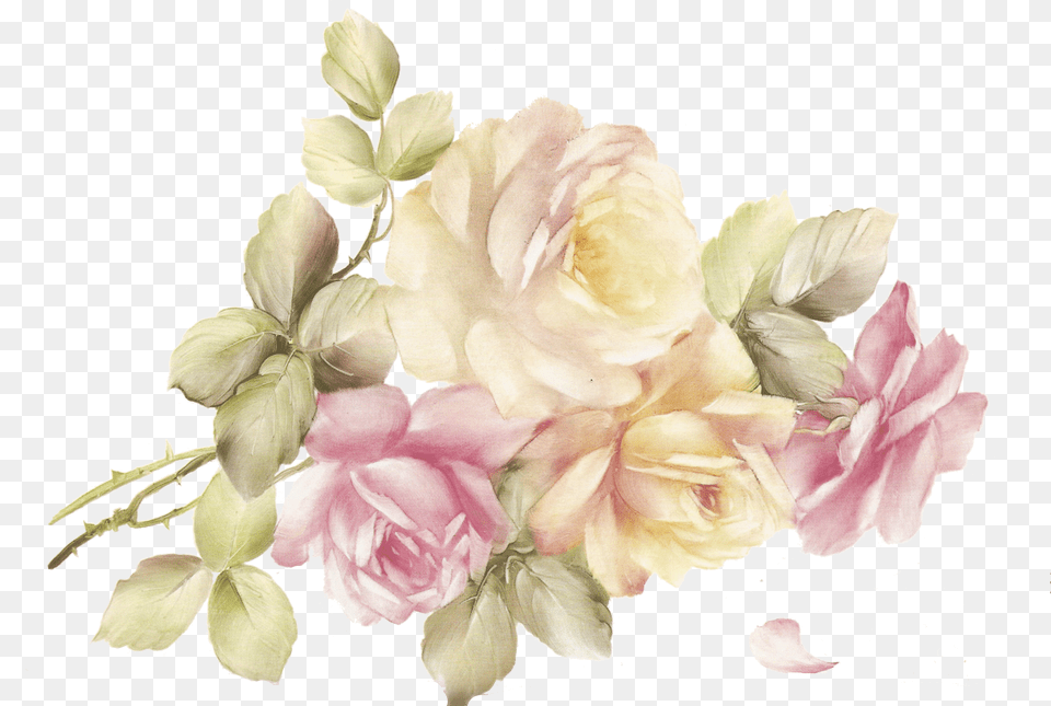 Floribunda Free Png Download