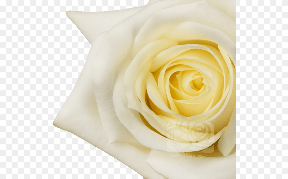 Floribunda, Flower, Plant, Rose, Petal Free Png Download