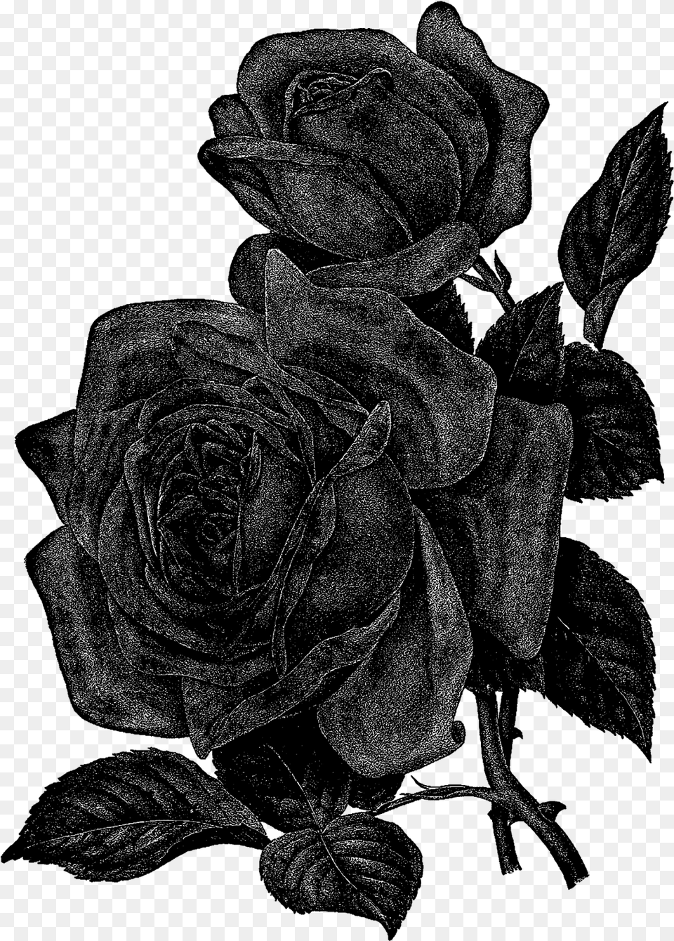 Floribunda, Person, Black Png