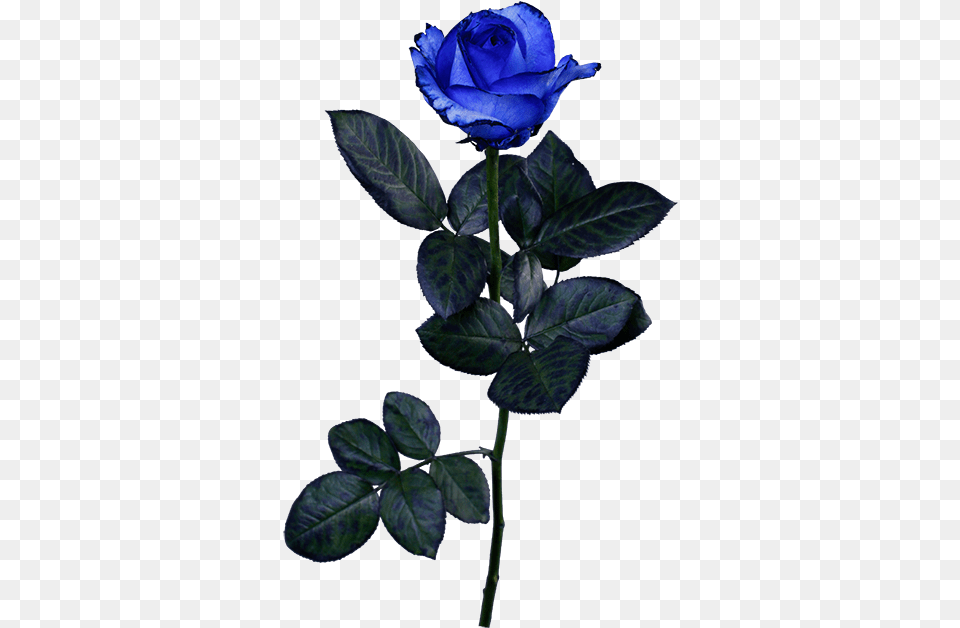 Floribunda, Flower, Plant, Rose, Acanthaceae Png Image