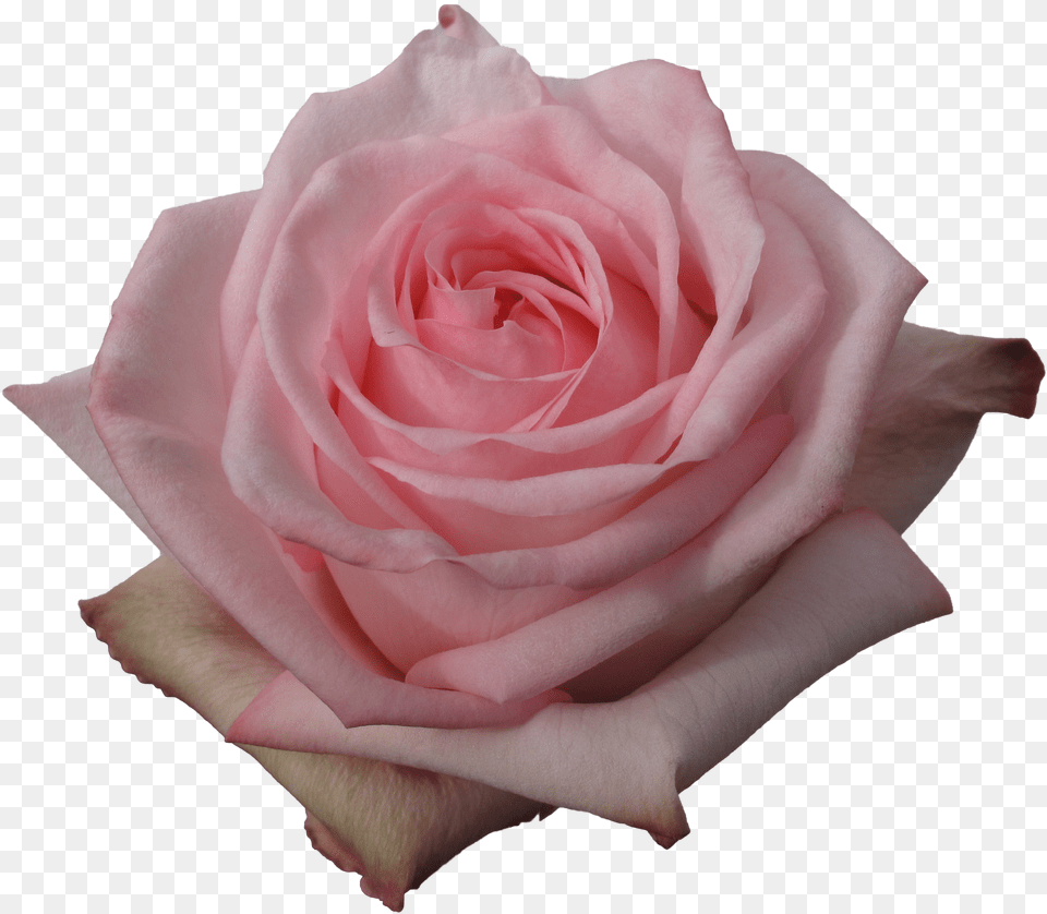 Floribunda Png