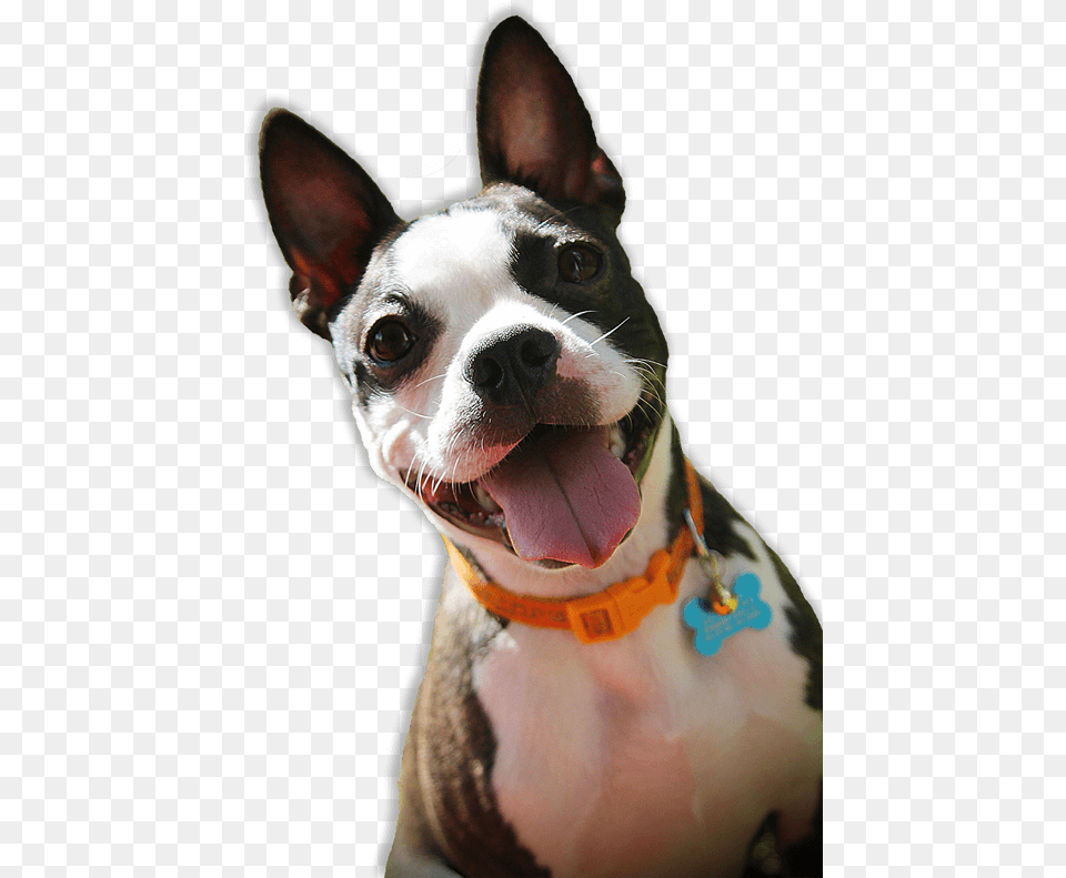 Florida, Animal, Canine, Dog, Mammal Png Image