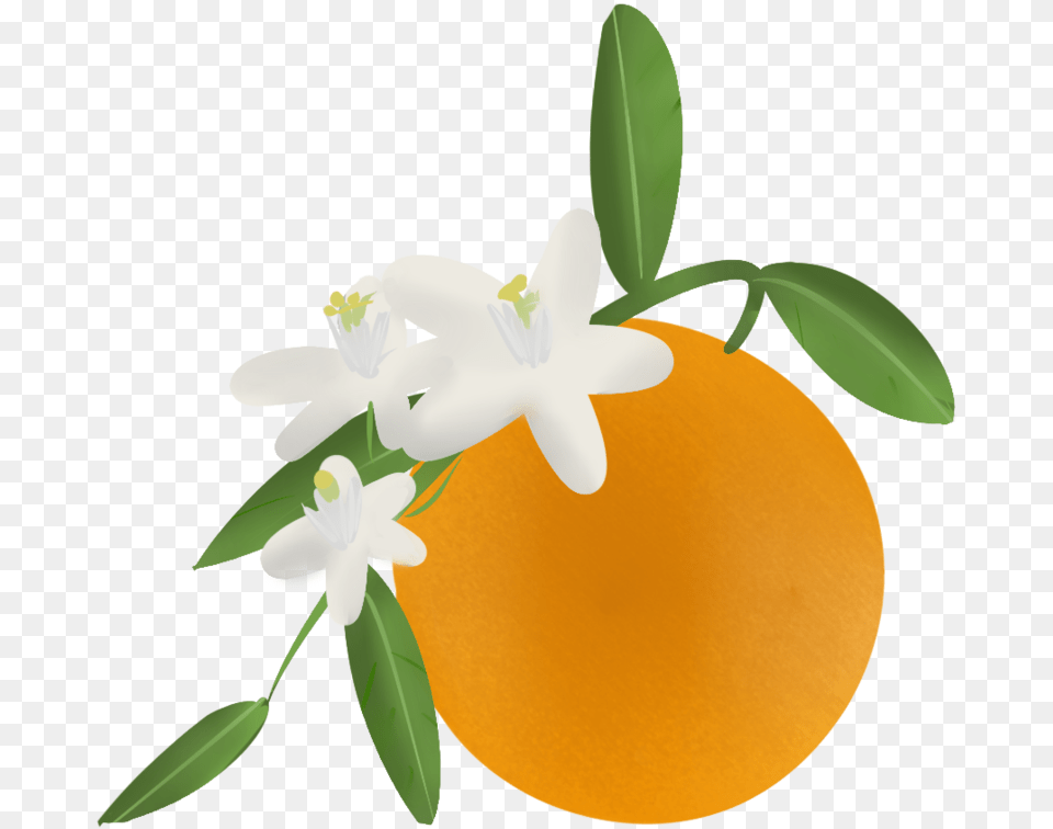 Florida Clipart Orange Blossom Orange Blossom Clip Art, Citrus Fruit, Food, Fruit, Produce Free Transparent Png