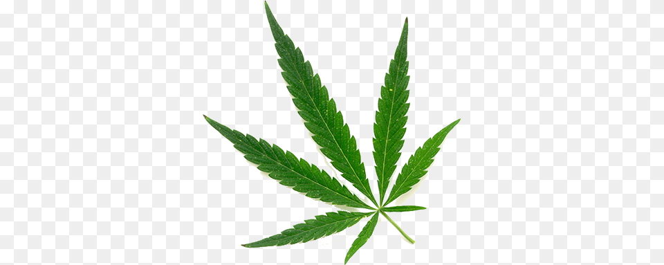 Florida Department Of Health Office Of Medical Marijuana Bud Leaf, Herbal, Herbs, Plant, Hemp Free Png Download