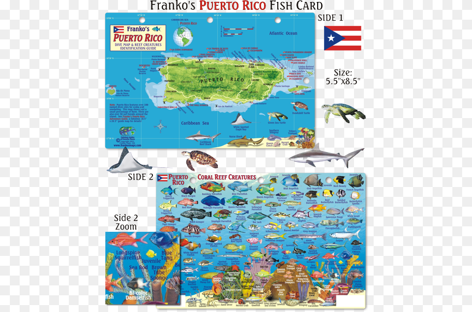 Florida Keys Reef Creatures Fish Id, Animal, Turtle, Sea Life, Reptile Free Png Download