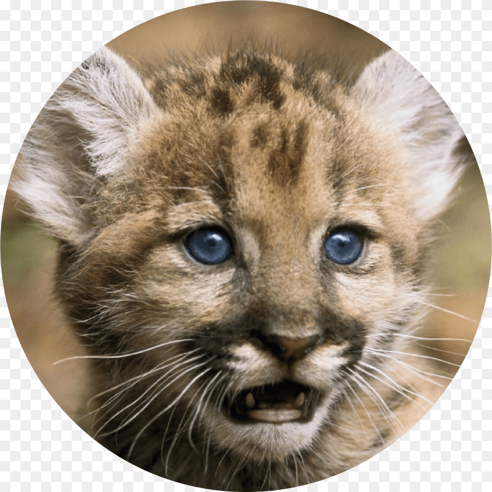 Florida Panther Florida Panthers Animal Baby, Wildlife, Mammal, Cougar Png