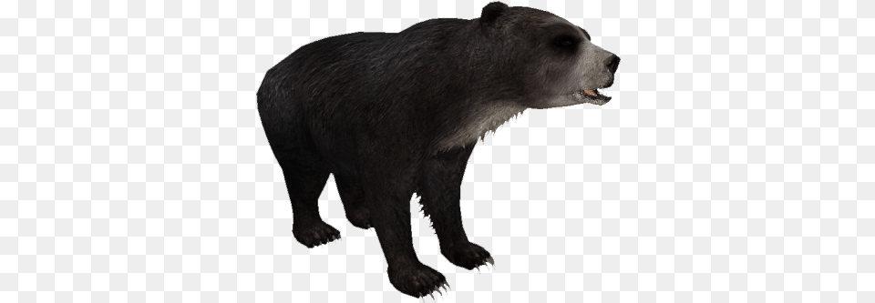 Florida Short Faced Bear Zt2 Short Faced Bear, Animal, Mammal, Wildlife, Black Bear Png Image