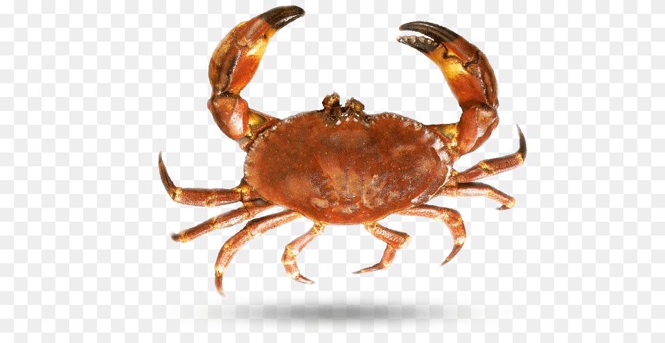 Florida Stone Crab Dungeness Crab, Animal, Food, Invertebrate, Sea Life Free Transparent Png