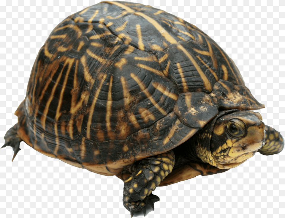 Florida Tortoise, Animal, Box Turtle, Reptile, Sea Life Png