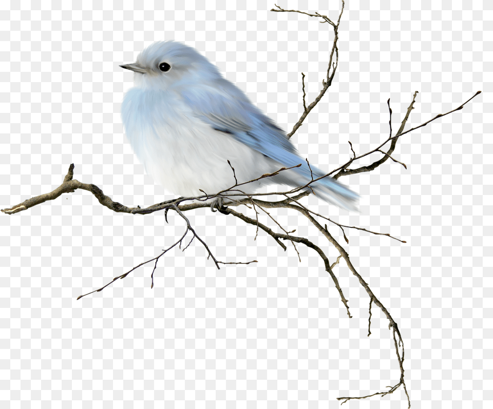 Florju Togetherinwinter In Girly Tats, Animal, Bird, Jay, Bluebird Png Image