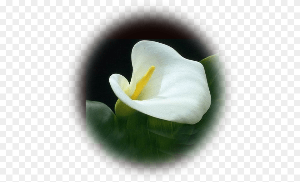 Flossie H Jackson Calla Lily, Flower, Petal, Plant, Araceae Free Png Download