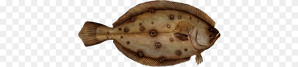 Flounder Fish Real, Animal, Sea Life, Halibut Free Transparent Png