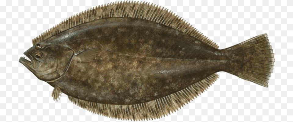 Flounder Flat Fish With Eyes On Same Side, Animal, Sea Life, Halibut Free Transparent Png