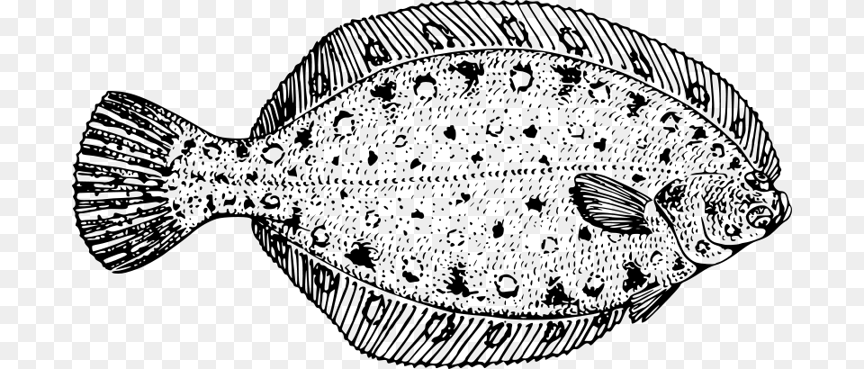 Flounder Flounder Black And White, Gray Free Png