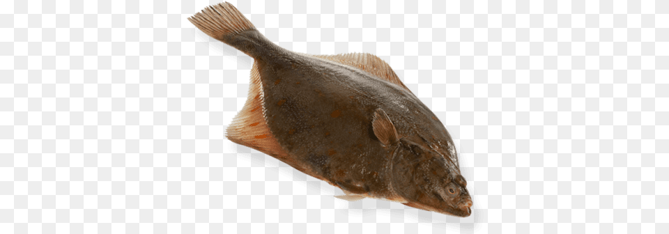 Flounder Halibut, Animal, Sea Life, Fish, Shark Png