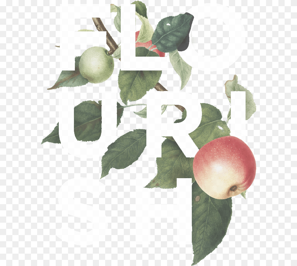 Flourish Apple Logo White Transparent0 Hollyleaf Cherry, Food, Fruit, Plant, Produce Png