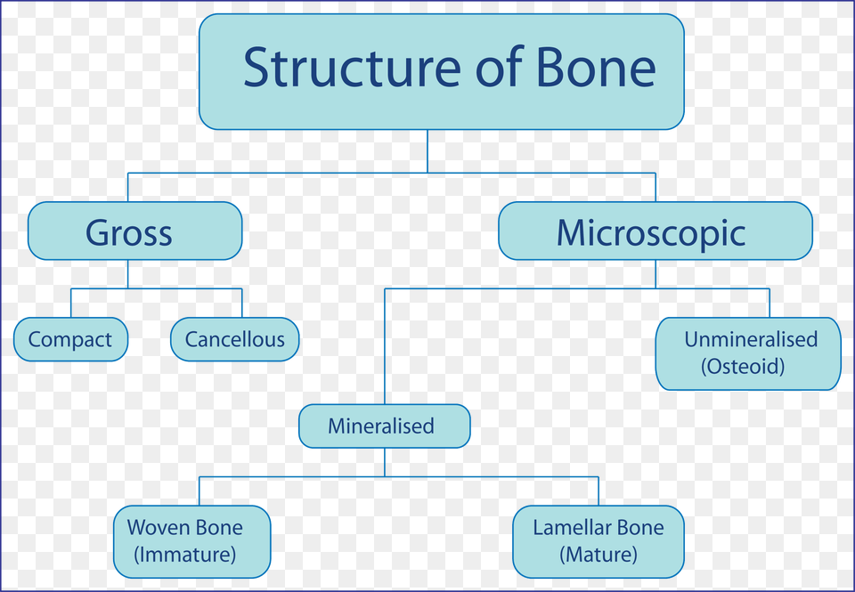 Flow Chart Of Bones, Diagram, Uml Diagram Png Image