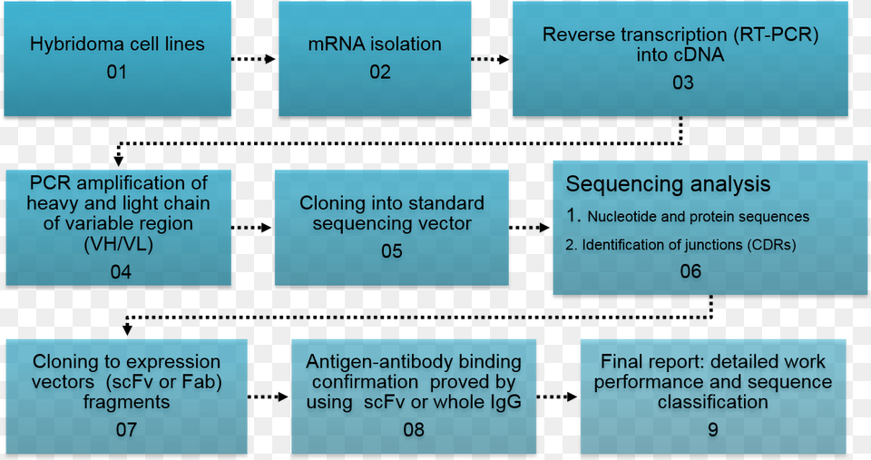 Flow Chart Of Methodology Used For Sequencing Of Hybridoma Flow Chart Hybridoma Technology, Text, Paper Free Png