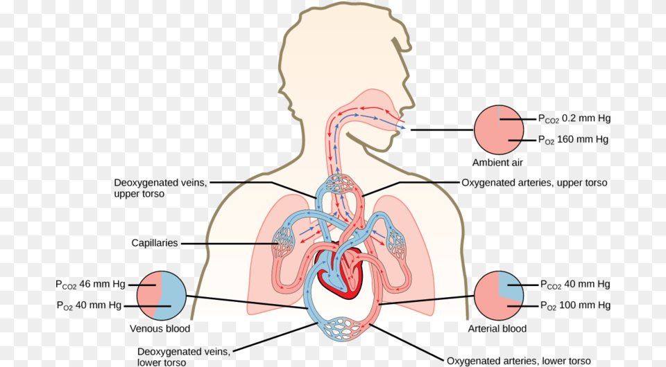 Flow Of Oxygen Through The Body, Adult, Body Part, Face, Female Png