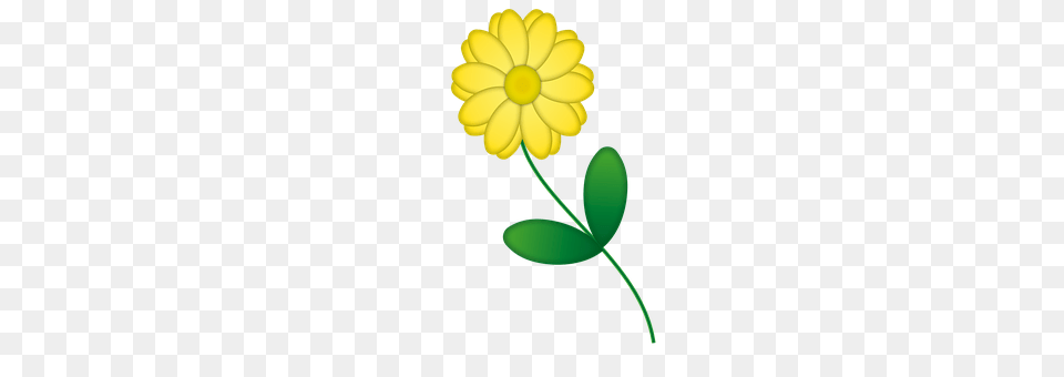 Flower Daisy, Petal, Plant, Chandelier Free Transparent Png