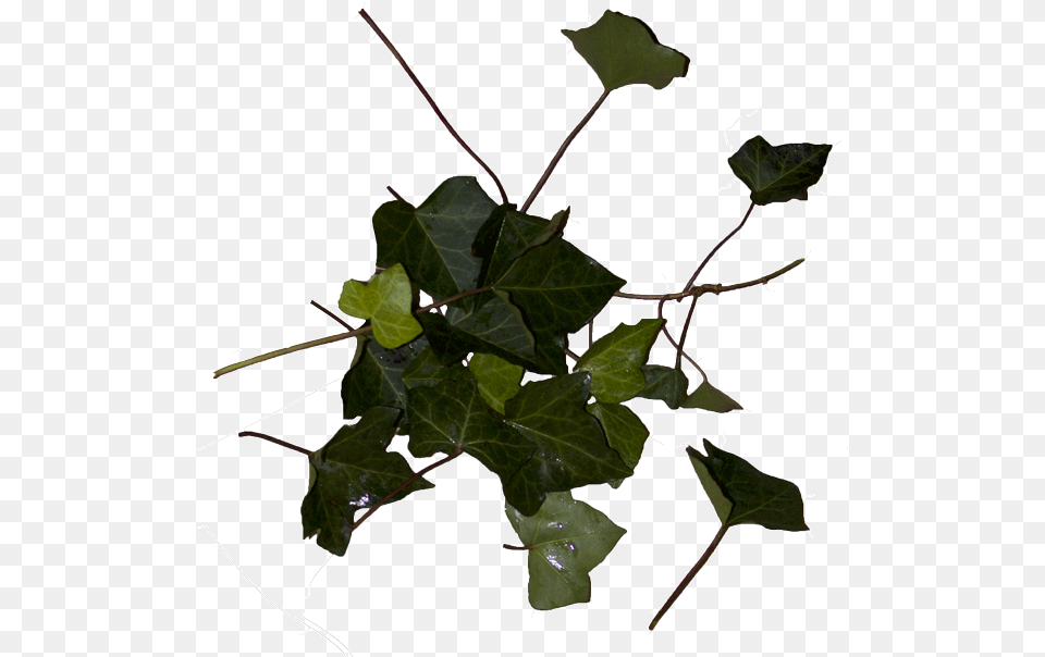 Flower, Leaf, Plant, Ivy Png