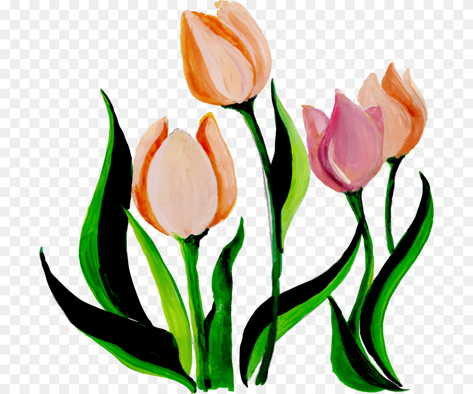 Flower, Plant, Tulip Png Image