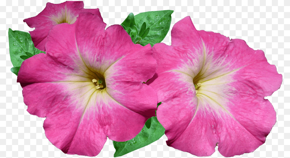Flower, Geranium, Petal, Plant, Rose Png