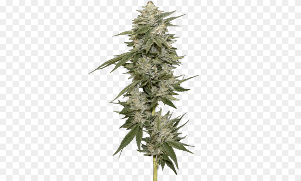 Flower, Grass, Plant, Hemp, Weed Free Png Download