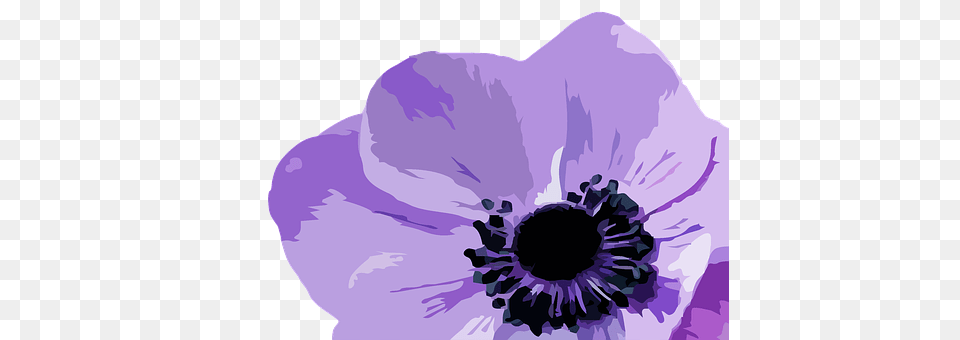 Flower Anemone, Plant, Anther, Petal Free Png Download