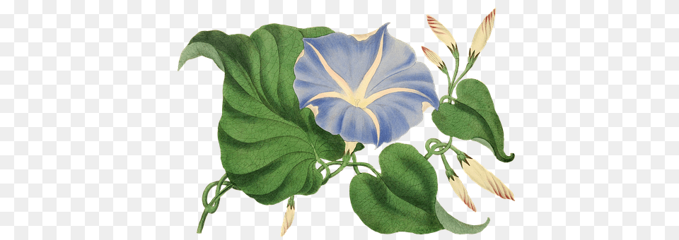 Flower Acanthaceae, Leaf, Plant, Annonaceae Png Image