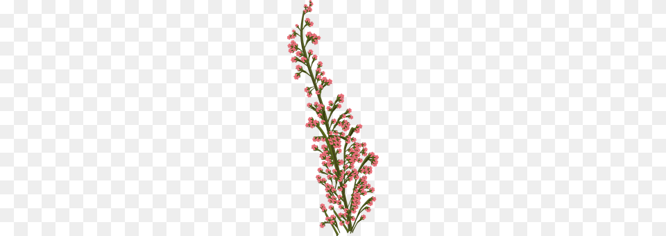 Flower Grass, Plant, Pattern, Flower Arrangement Free Transparent Png