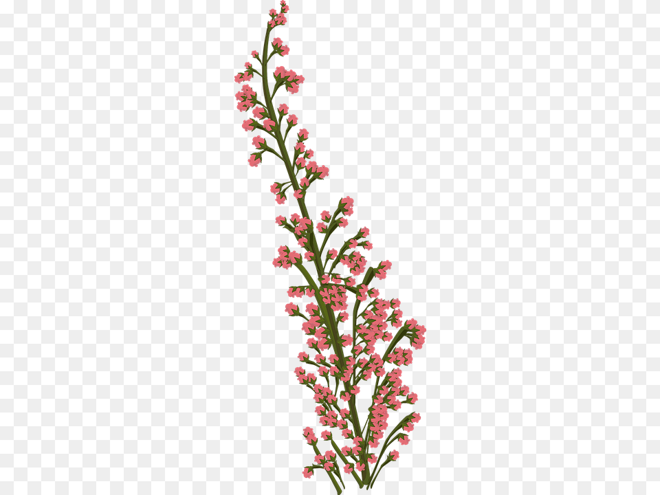 Flower 960 Desenhos De Flores Tropicais, Plant, Pattern, Grass, Art Png Image