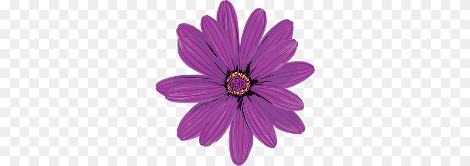 Flower Purple, Plant, Daisy, Dahlia Free Png Download