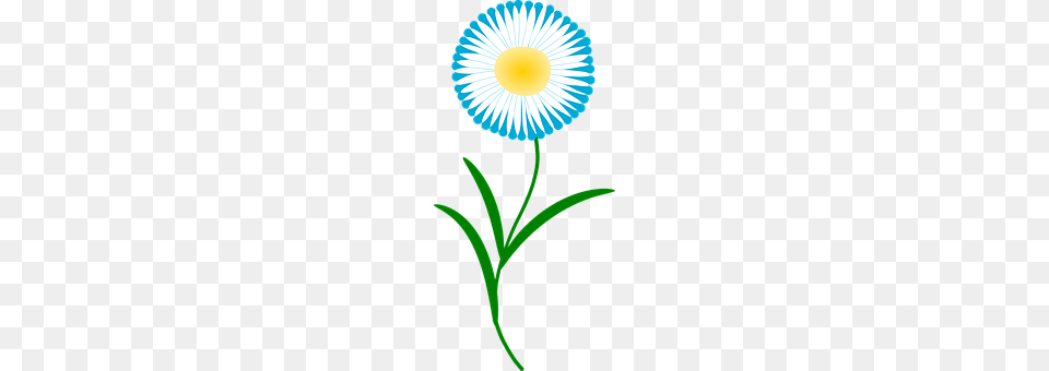 Flower Daisy, Plant Free Png Download