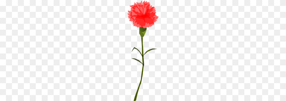 Flower Carnation, Plant, Cross, Symbol Png