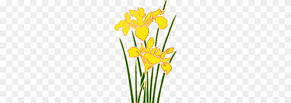 Flower Iris, Plant, Daffodil, Petal Png
