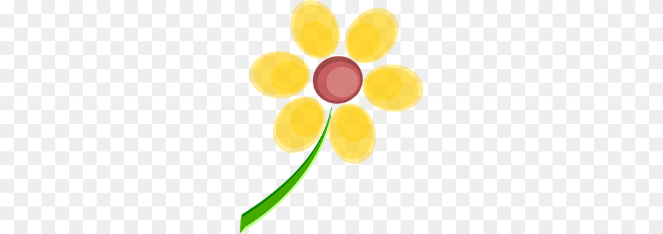 Flower Plant, Petal, Daisy, Anemone Free Png Download