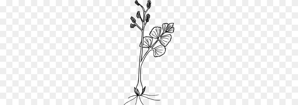 Flower Gray Free Transparent Png