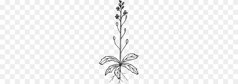 Flower Gray Free Transparent Png