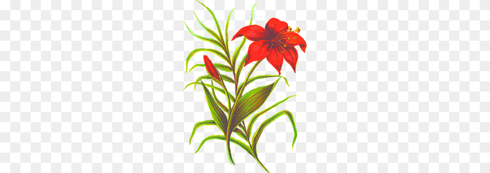 Flower Plant, Lily, Pattern Png