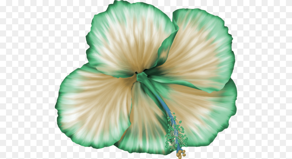 Flower, Plant, Hibiscus, Petal, Adult Free Png Download